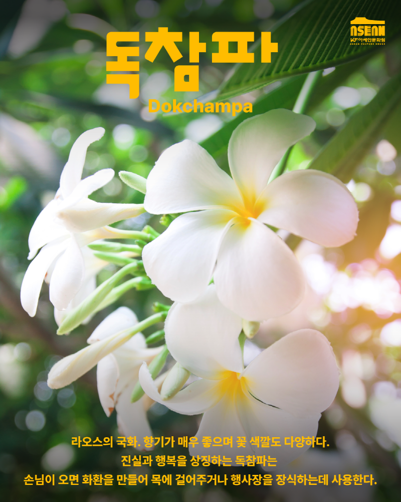 독참파 Dokchampa/라오스의 국화. 향기가 매우 좋으며 꽃 색깔도 다양하다. 진실과 행복을 상징하는 독참하는 손님이 오며 화환을 만들어 목에 걸어주거나 행사장을 장식하는데 사용한다.